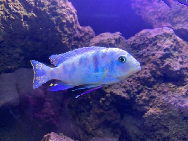 Maylandia zebra 'Same Bay'